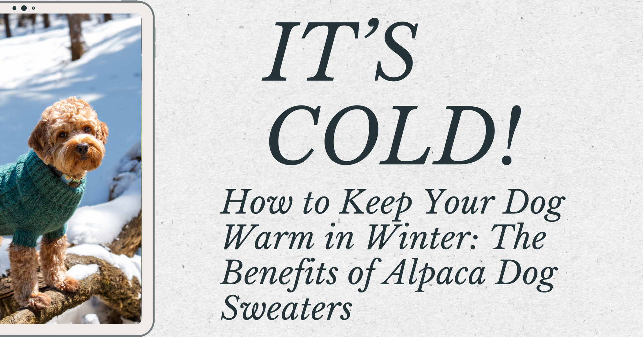 How to Keep Your Dog Warm in Winter with a Baby Alpaca Sweater