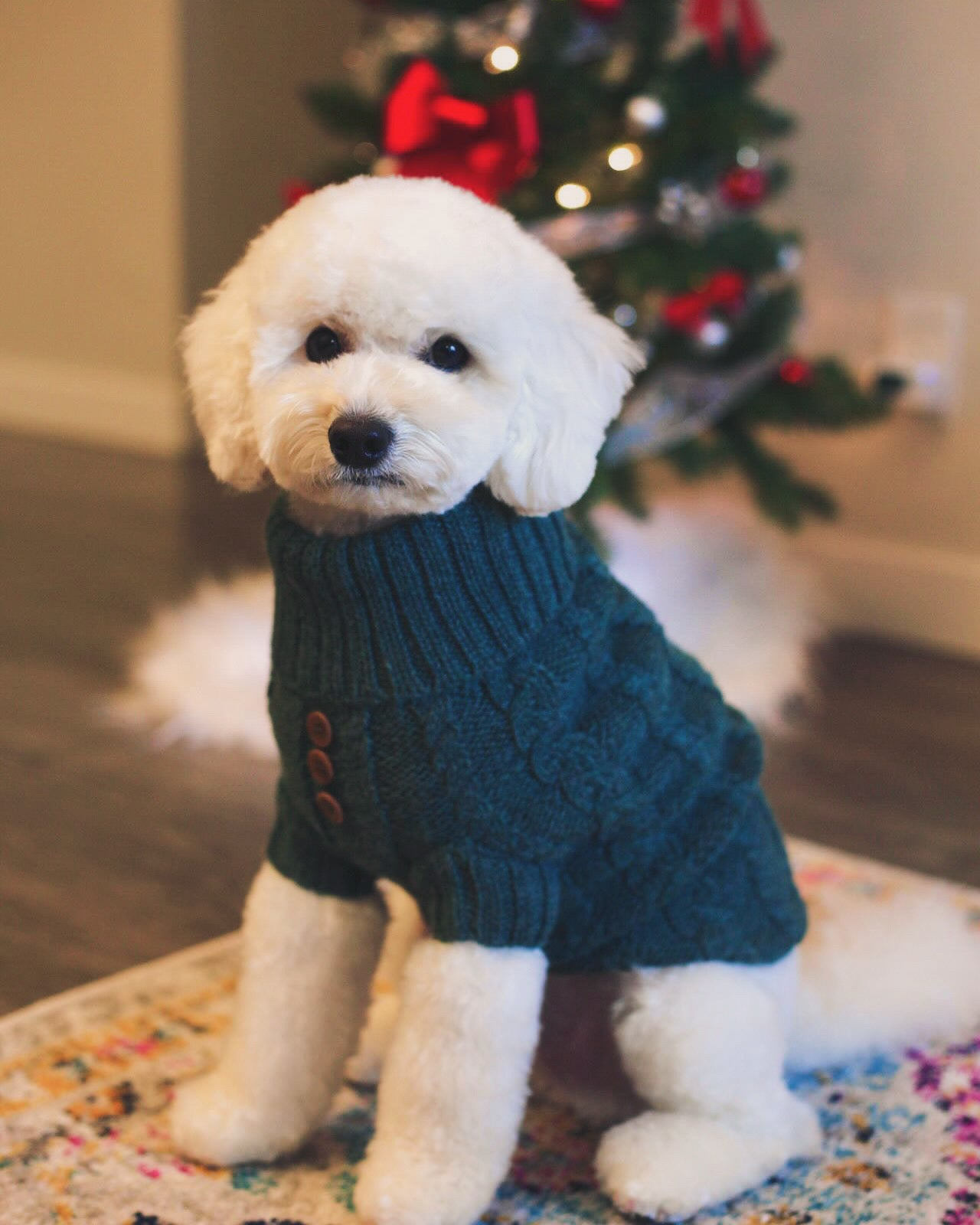 Most Luxurious Dog Sweaters - 100% Baby Alpaca - Quni Boutique