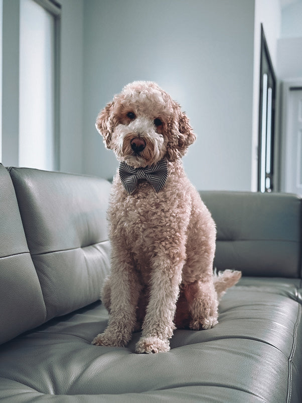 Pima Cotton Dog Bow Tie on Dog | Quni Boutique