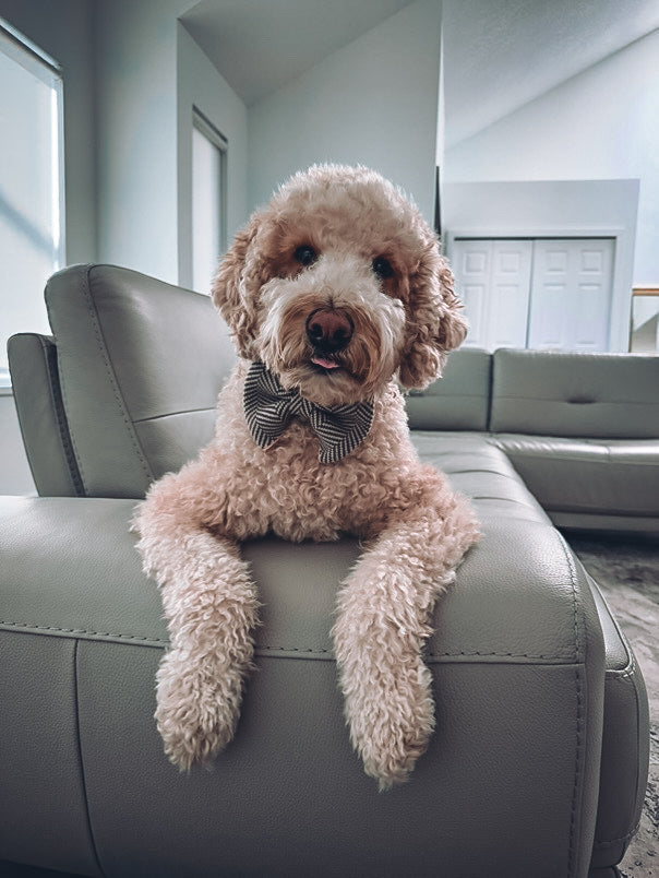 Dog Wearing Pima Cotton Bow Tie | Quni Boutique