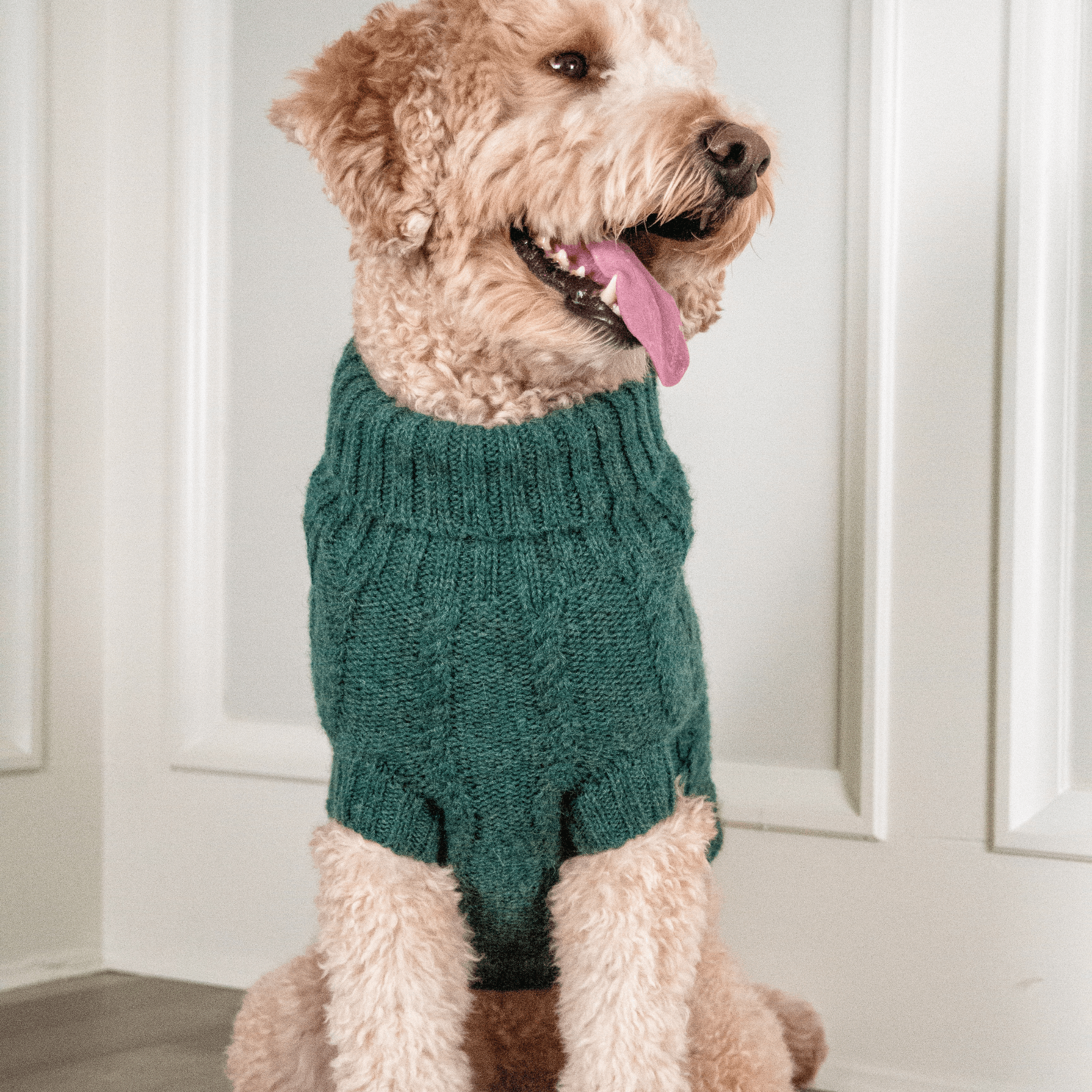 Quni Boutique Dog Sweater - 100% Baby Alpaca, Green - Quni Boutique