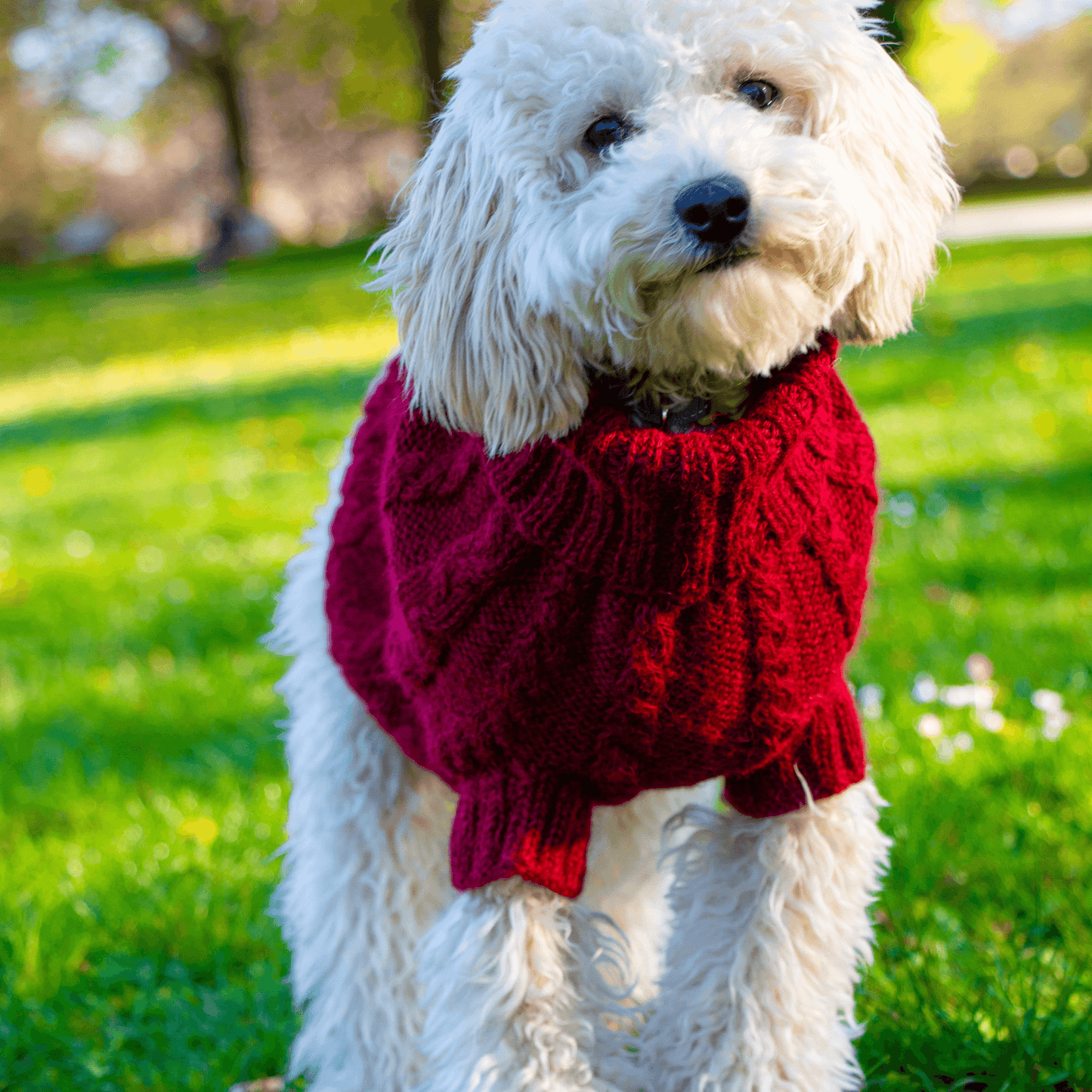 Quni Boutique Dog Sweater - 100% Baby Alpaca, Burgundy - Quni Boutique