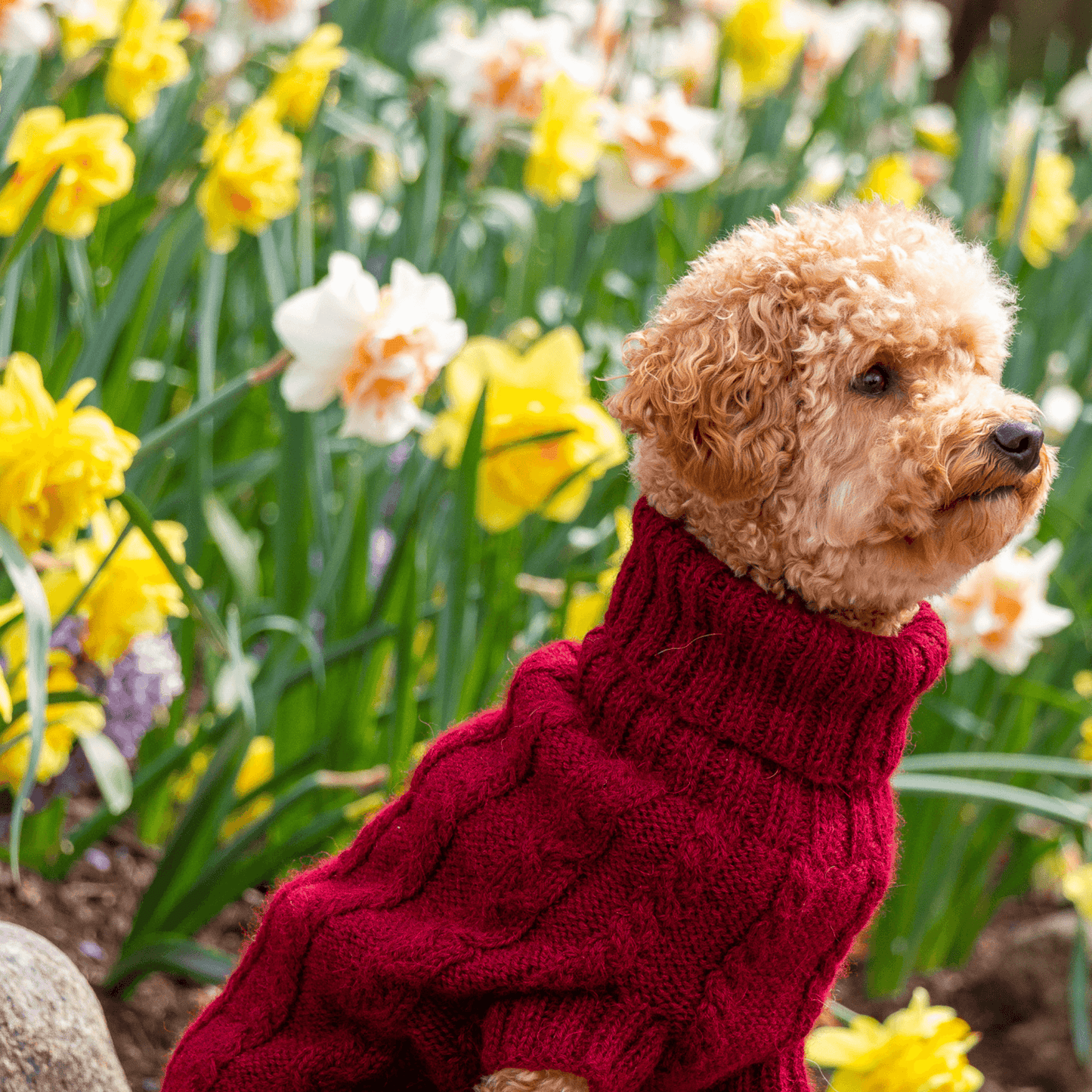 Quni Boutique Dog Sweater - 100% Baby Alpaca, Burgundy - Quni Boutique