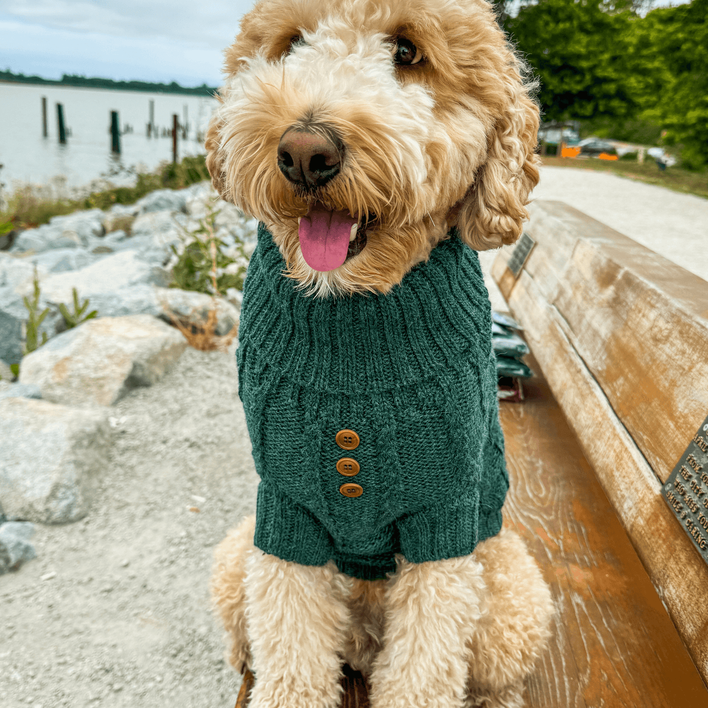 Quni Boutique Dog Sweater - 100% Baby Alpaca, Green (with buttons) - Quni Boutique