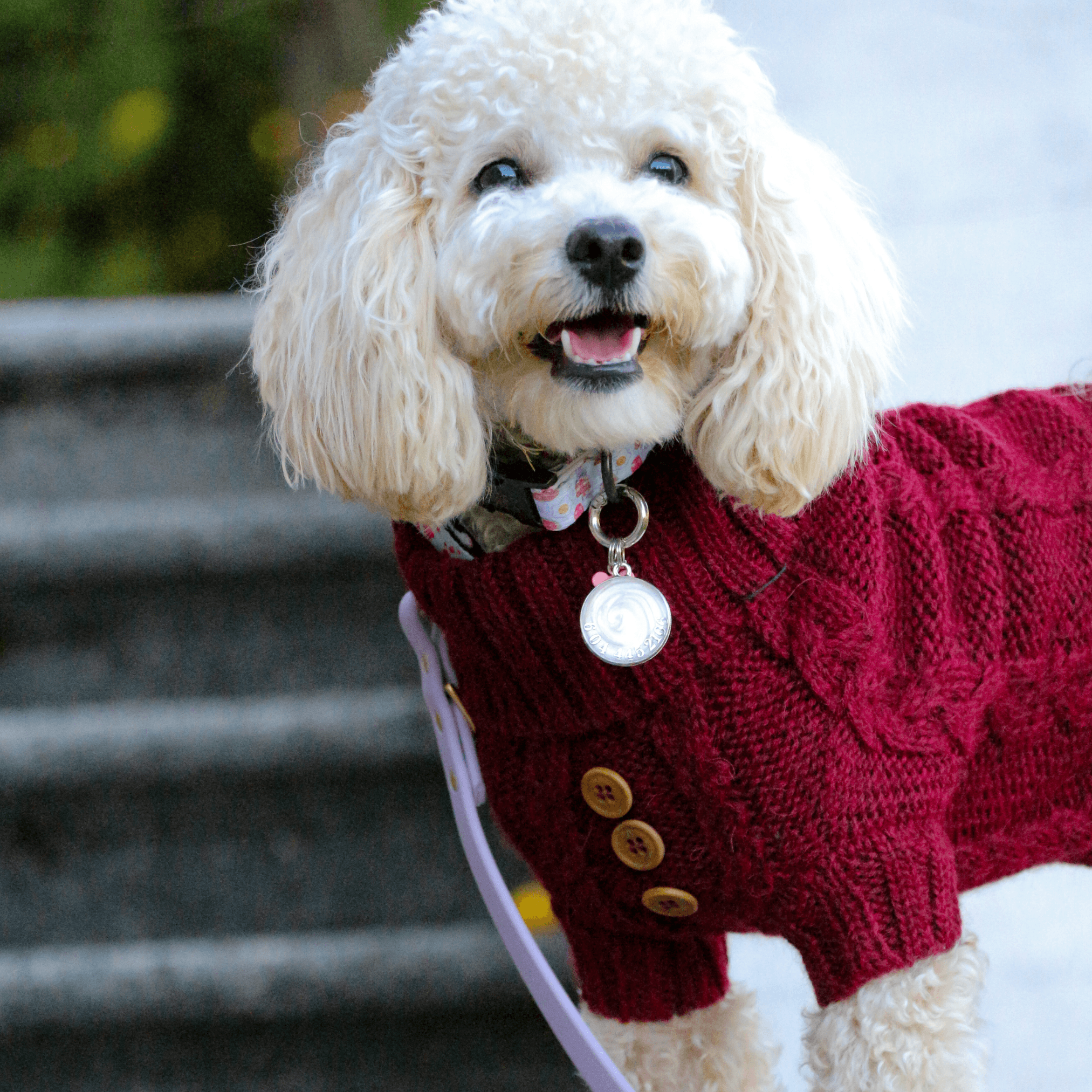 Quni Boutique Dog Sweater - 100% Baby Alpaca, Burgundy (with buttons) - Quni Boutique