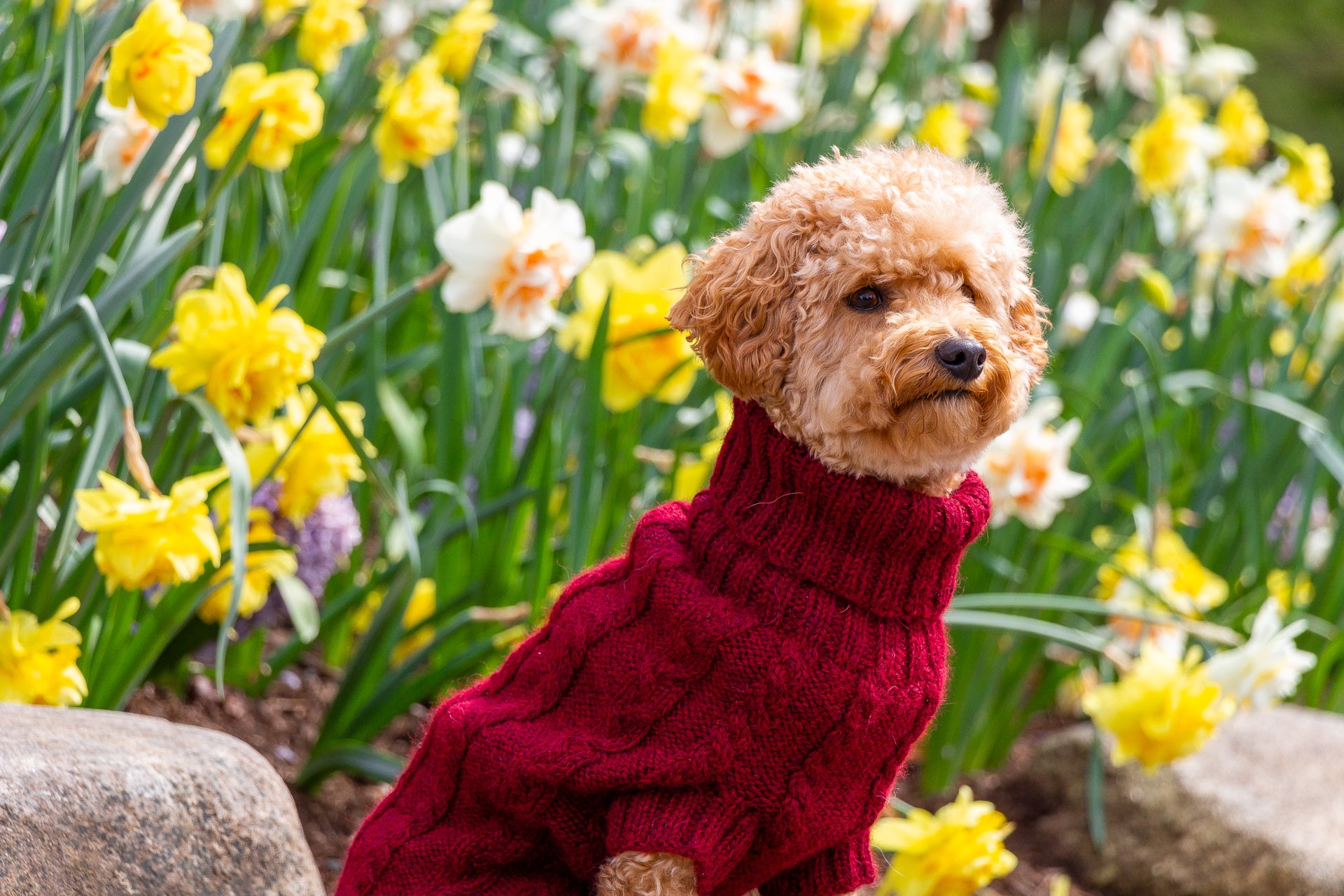 Quni Boutique Charlie Burgundy Sweater