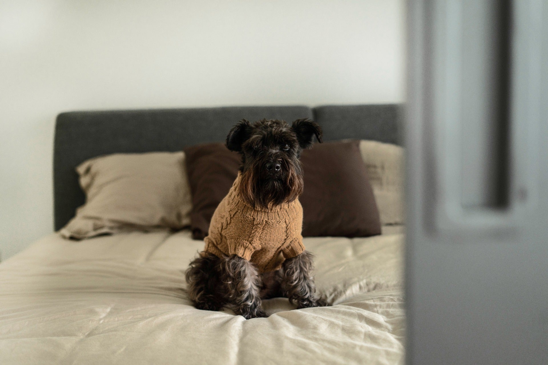 dogonbed_4ysf.jpg